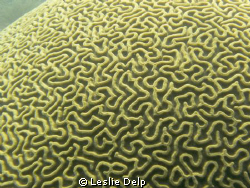 Brain coral while we were diving in the Floriday Keys by Leslie Delp 